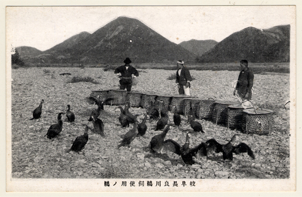 岐阜長良川鵜飼使用ノ鵜