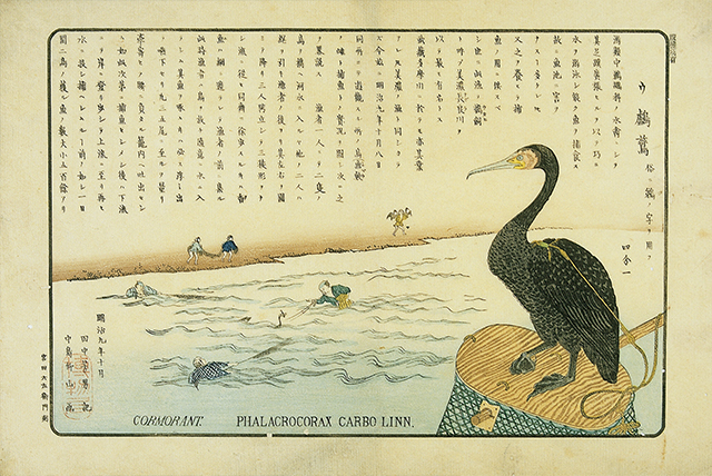 360-16　多摩川鵜飼図 中島仰山画・田中芳男記 1枚　明治9年（1876）10月 25.1×37.2